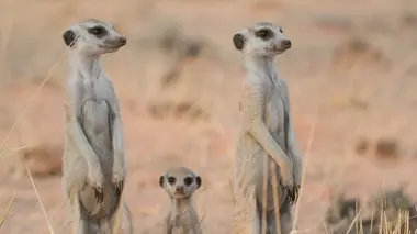 Le clan des suricates, nouvelle génération Petit suricate deviendra grand