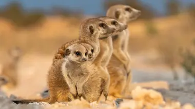 Le clan des suricates, nouvelle génération Soeurs ennemies