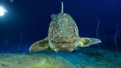 Le Coelacanthe, plongée vers nos origines Plongée vers nos origines