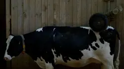 Le coeur à l'élevage