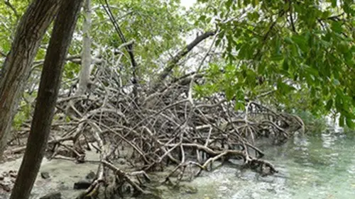 Le colosse des mangroves