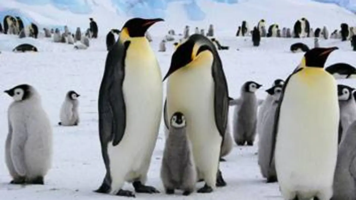 Le combat du manchot empereur