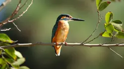 Le combat pour les oiseaux dans le ciel d'Israël