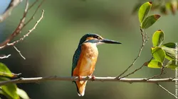 Le combat pour les oiseaux dans le ciel d'Israël