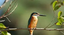 Le combat pour les oiseaux dans le ciel d'Israël