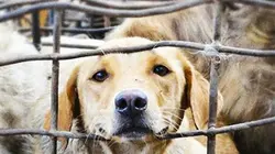 Le commerce des ombres