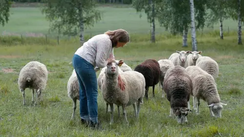 Le compromis : Dans les coulisses du pouvoir
