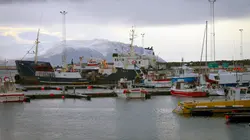 Le concombre de mer, super-héros d'Islande