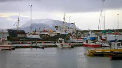 Le concombre de mer, super-héros d'Islande