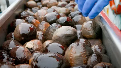 Casting Le concombre de mer, super-héros d'Islande