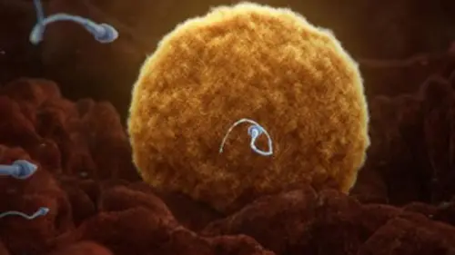 Le corps humain E01 9 mois pour une nouvelle vie