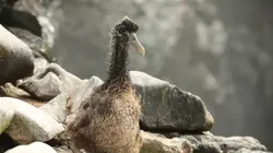 Visuel de Le courant marin de Humboldt