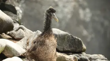 Du Pérou aux îles Galápagos