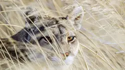 Le courant marin de Humboldt