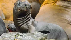 Le courant marin de Humboldt