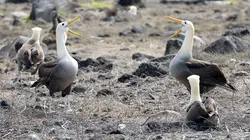 Le courant marin de Humboldt