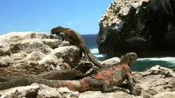 Le courant marin de Humboldt