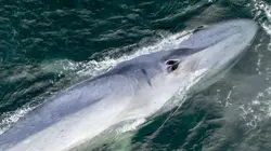 Le courant marin de Humboldt