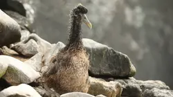 Le courant marin de Humboldt