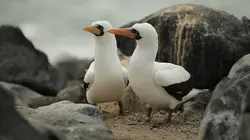 Le courant marin de Humboldt