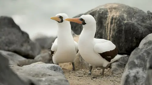Le courant marin de Humboldt S01E02 Les côtes de l'Atacama