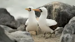 Le courant marin de Humboldt