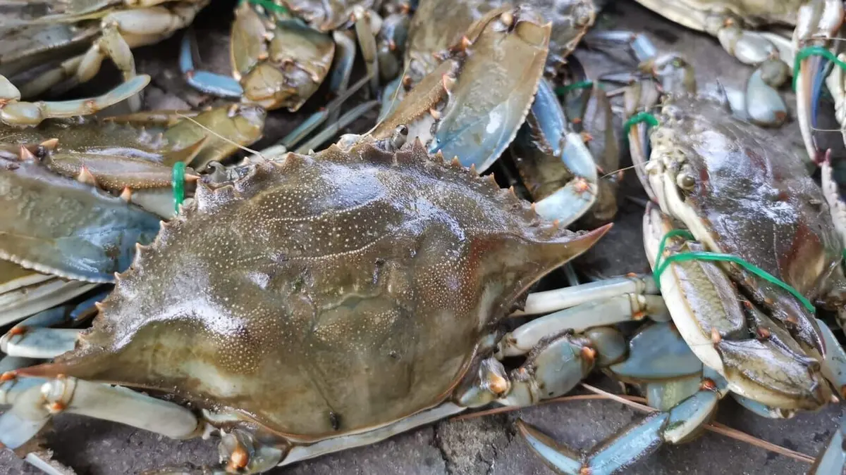 Le crabe bleu : fléau des pêcheurs italiens ?