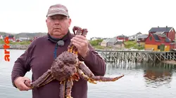 Le crabe royal, une espèce invasive en Norvège
