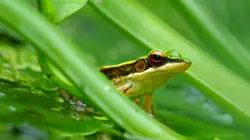 Visuel de Le crépuscule de la grenouille