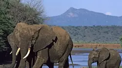 Visuel de Le crépuscule des éléphants