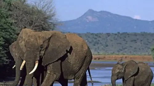 Le crépuscule des éléphants