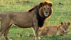 Sur Ushuaïa TV à 21h35 : Le crépuscule des lions