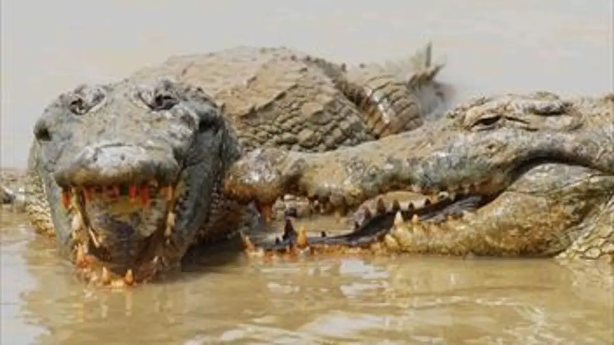 Le crocodile du Nil après l'eden