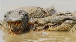 Visuel de Le crocodile du Nil après l'eden