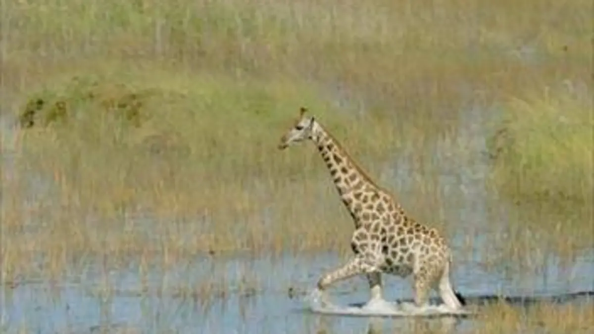 Le cycle des saisons E03 Okavango