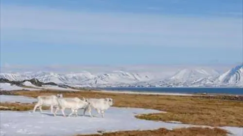 Le cycle des saisons E02 Svalbard