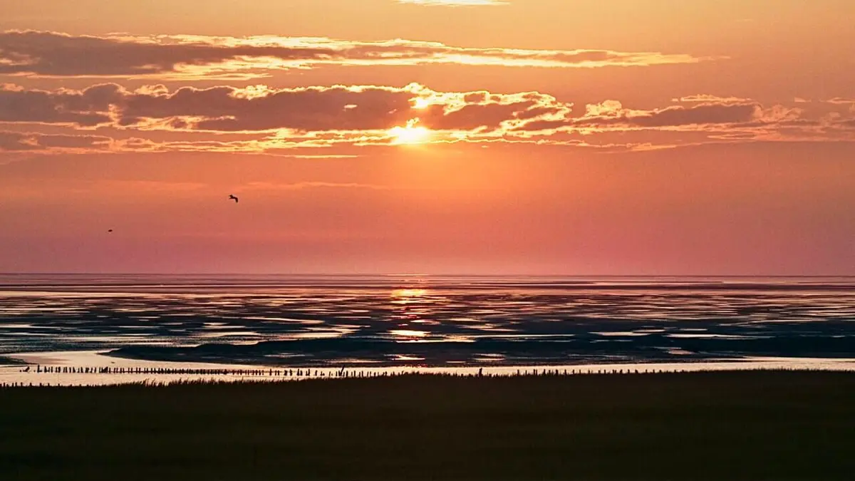 Le Danemark sauvage Forêts
