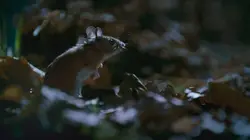 Le Danemark sauvage Campagnes