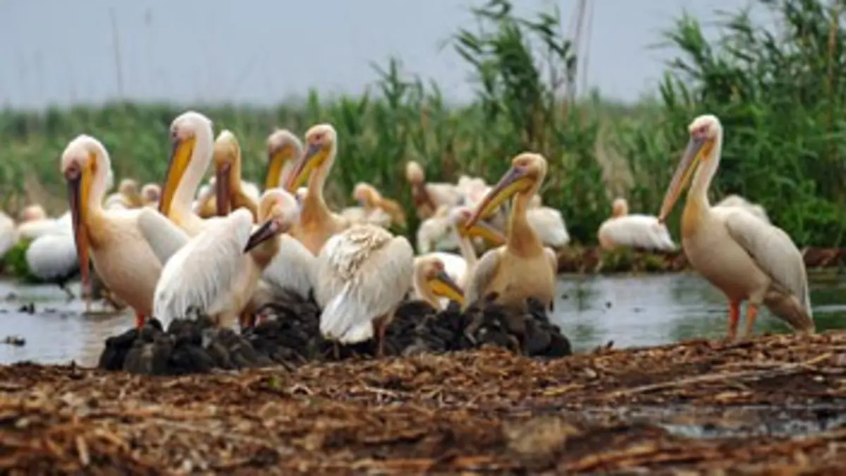 Le Danube, l'artère bleue de l'Europe
