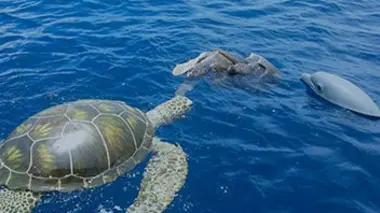 Le dauphin et la caméra-tortue