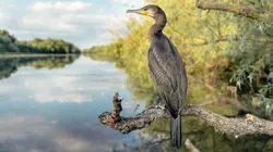 Le delta du Danube, dernier refuge des pélicans