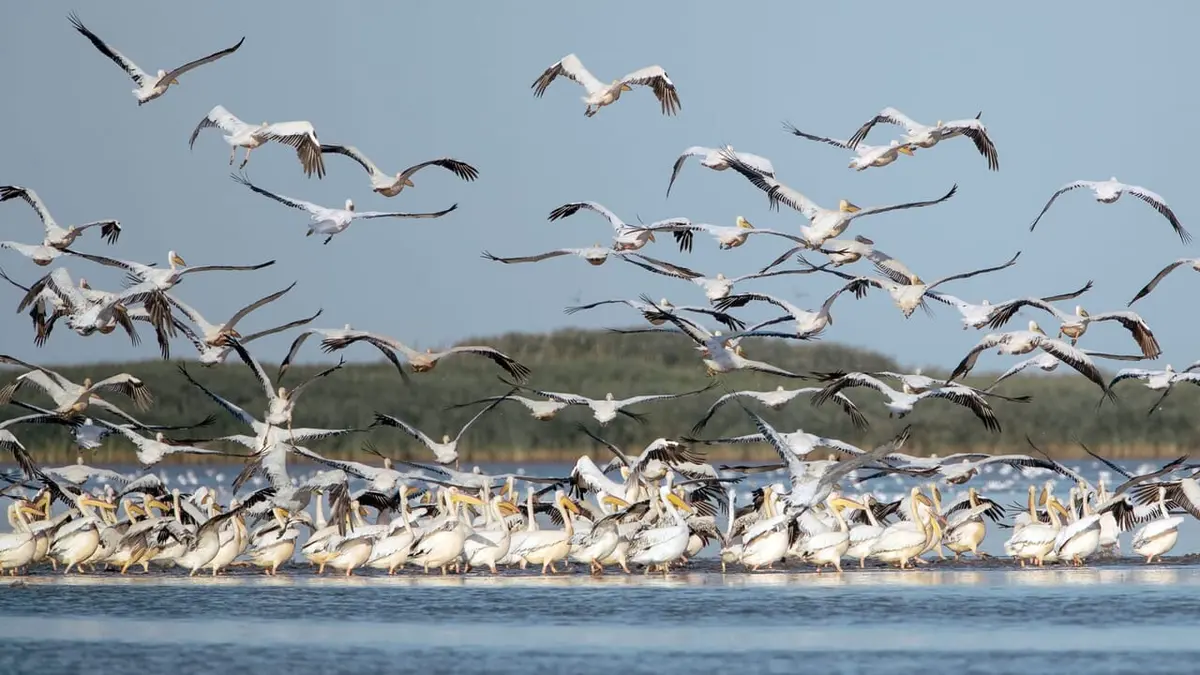 Le delta du Danube, dernier refuge des pélicans