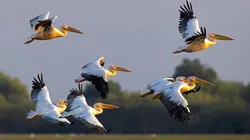 Visuel de Le delta du Danube : Un paradis aux frontières de l'Europe
