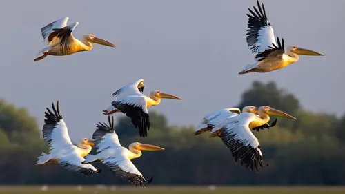 Le delta du Danube : Un paradis aux frontières de l'Europe