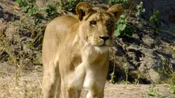 Le dernier refuge E71