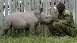 Le dernier rhinocéros blanc