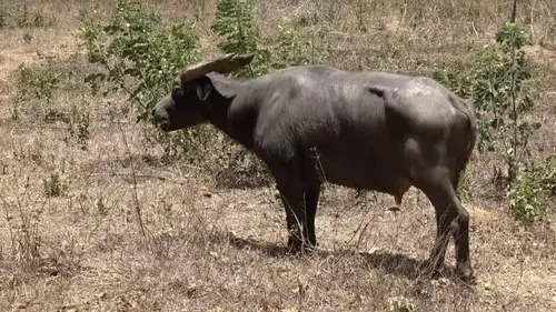 Le dernier tamaraw