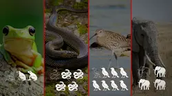 Le dessous des cartes Biodiversité : SOS animaux