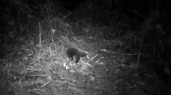 Le dessous des images  Les chasseurs d'images d'espèces disparues