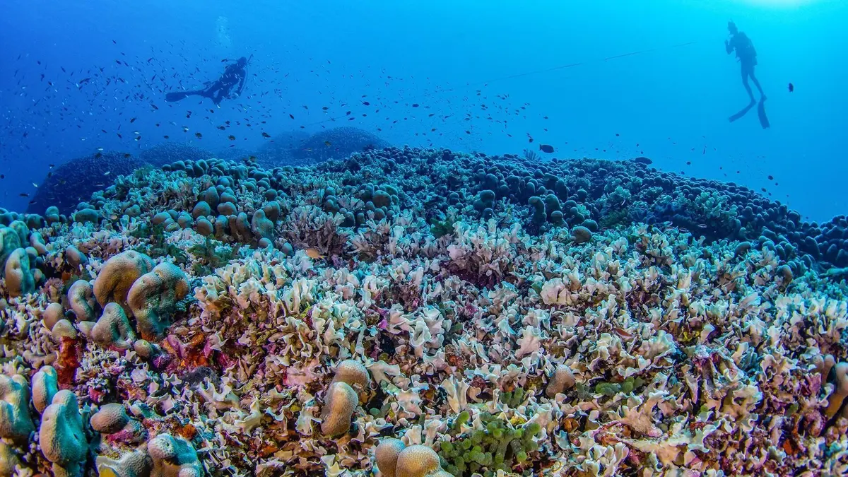 Le dessous des images Dans la profondeur des images sous-marines